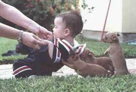 perritos amables sujetan a bebe