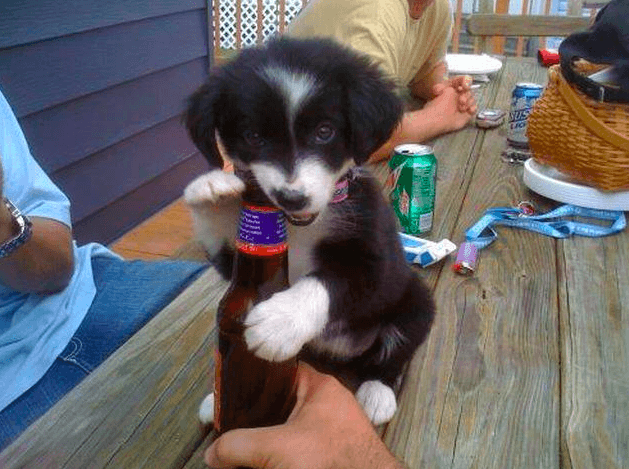un perrito abriendo un botellin de cerveza