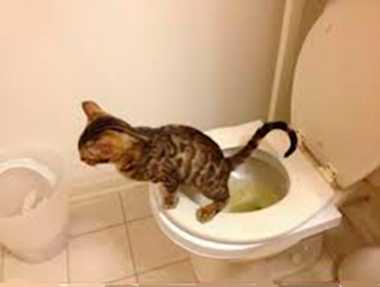 gato en el wc